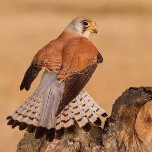  رعد العوادي