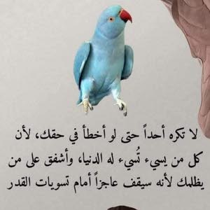  ابو صطيف