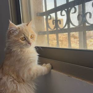  ibrahimhamad