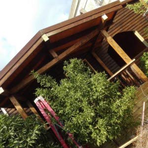 احمد  ابو قاسم  نواصره