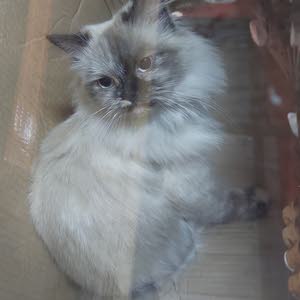  ورد