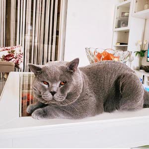  britishshorthairUAE