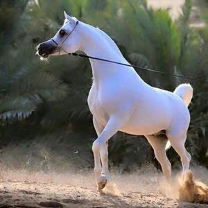 khaled
