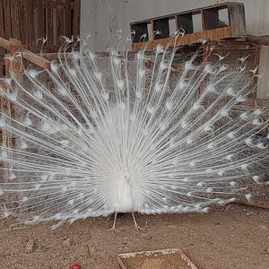 حسين ابراهيم خليفة