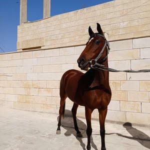  عبدالرحمن محمد الزواهرة