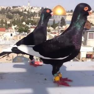  محمد التميمي