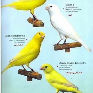  ابو عدي