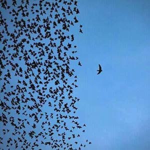 علاء القروم