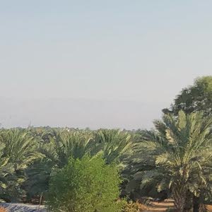  saleh ar