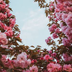  ابو يحيى