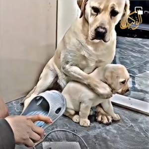 ملك موسى