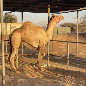  بو حمد لتجاره الحلال