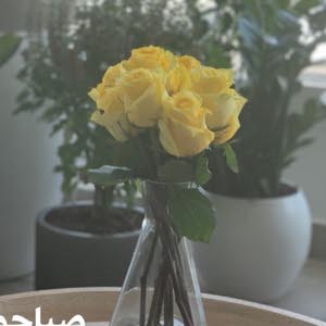  الأستاذ أبو عمر abu omar