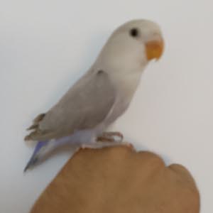  صابر