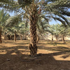 الحاج نبيل عيسى