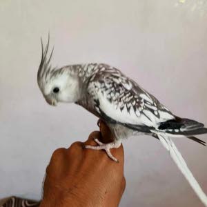  saleh