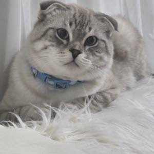 راني محمد علي بويطل