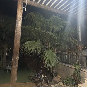 اياد ابوعيده
