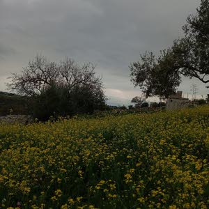  Karem Riyad