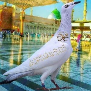 محمود البدور