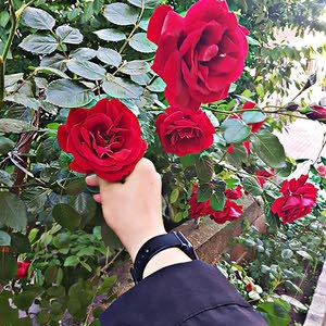 قصي محمد محمود