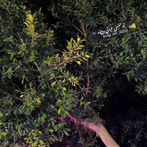 سامي محمد محمود الوخيان