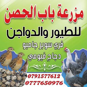  مزارع باب الحصن ابو محمد الاحمد الاحمد