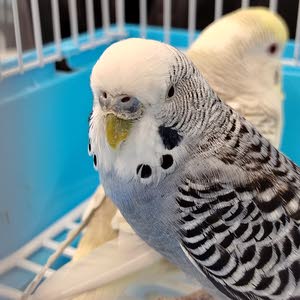 سمير الساحوري