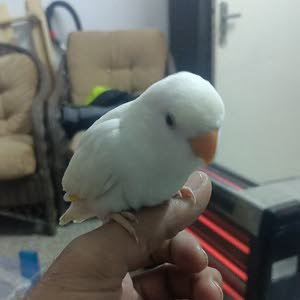 سلطي