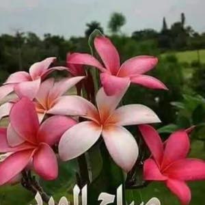 nuha