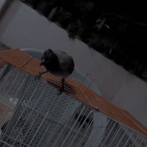  محمود الصيدوني