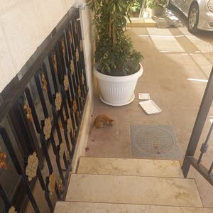 حمزه العمري