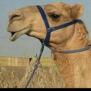  النقيب الحميري