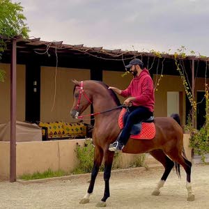  محمد المرشد