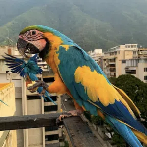 Avatar