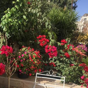  Mohannad Habash