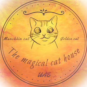  Magical.cats.ae