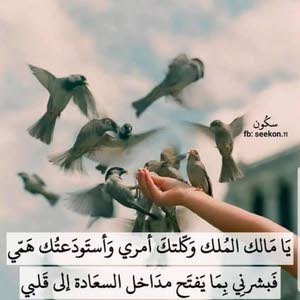  ali ali