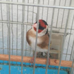  مراد صافي