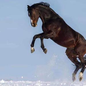  عبدالكريم ابو فواز