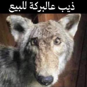  القناص