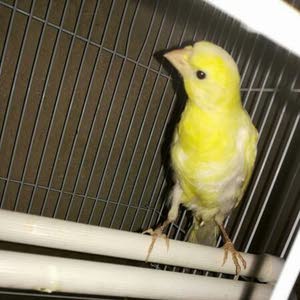  عمر الزغول