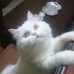Enas AL-Qassem