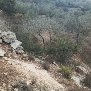 محمود محمد عبد اللطيف براهمة