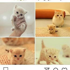  عطاالله مدانات