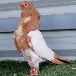  يا رب الرزق الحلال