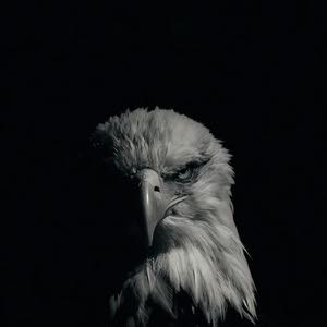 محمد ابو حته