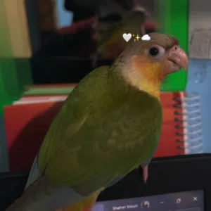 Avatar