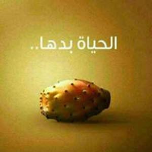  Khaled Altaweel