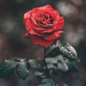  متوكل على الله